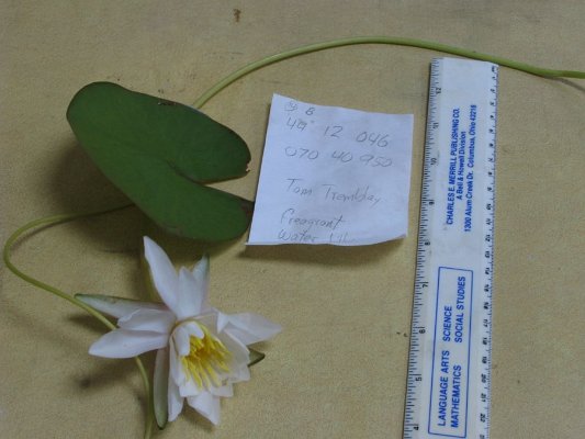 SITE14BFRAGRANT WATER LILLY